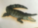 A crocodile