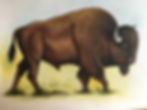 buffalo