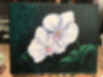 Orchid