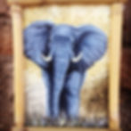 African elephant