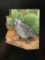 Montezuma quail magnet