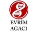 evrim ağacı.png