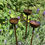 Thumbnail: Small Potted Plant Rusty Rain Catchers, 50cm Tall, Bee water station
