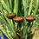 Thumbnail: Small Potted Plant Rusty Rain Catchers, 50cm Tall, Bee water station