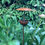 Thumbnail: Rusty Metal Bird Feeder, 1m and 50cm Tall, Rusty Bird Feeder Stake, Bird Bath