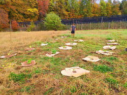 Beerengarten