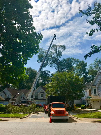 Tree Removal