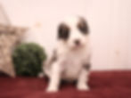 Cinnamon - reserved