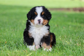 Bernese Mountain Puppy - Country Raised Pups