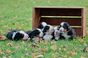 Bernese Mountain Puppies - Country Raised Pups