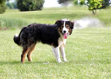 Border Collie | Country Raised Bordoodles