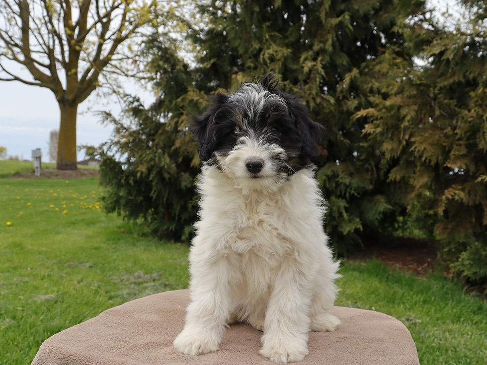 Urania - available