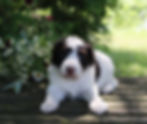 Noble