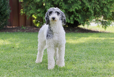 Poodle | Country Raised Bordoodles