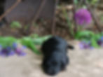 Fynn