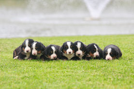 Bernese Mountain Puppies - Country Raised Pups