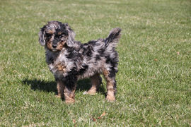 Bernedoodle Puppy - Country Raised Pups