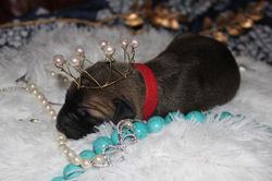 Fawn female _Red collar_ (Taken) Taylee Rees