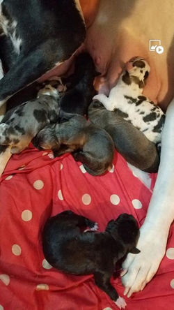 Well Queen Reba and King has produced a beautiful litter thus far! _2 fawnequins(boys)_1 black with 
