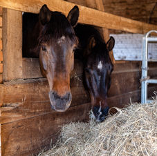 Familie Lehmann (1).jpg