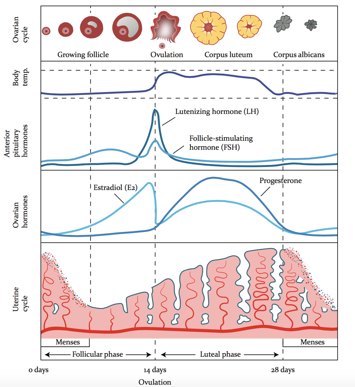 Understanding Your Menstrual Cycle Understanding Your Menstrual Cycle