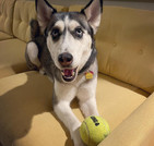 Our clients Aunty Mins  Bainbridge Island Pet Sitter.