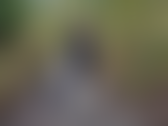 Keeping the Rhythm: Why the Daily Walk is the Heartbeat of a Happy Home