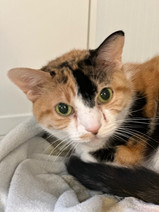 Our clients Aunty Mins  Bainbridge Island Pet Sitter.