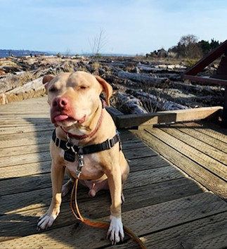 Our clients Aunty Mins  Bainbridge Island Pet Sitter.