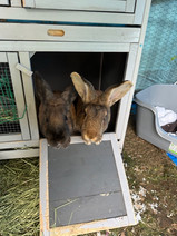 Our clients Aunty Mins  Bainbridge Island Pet Sitter.