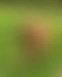 Our clients Aunty Mins  Bainbridge Island Pet Sitter.