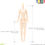 Thumbnail: Front view of Azone 1/6 scale doll body PFL050-WHT, showing full height and inseam measurements.