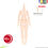 Miniatura: AZONE 1/12 Picco Neemo S Body 3L Bust Whity HANDS(A)& Head parts Brown hair Doll