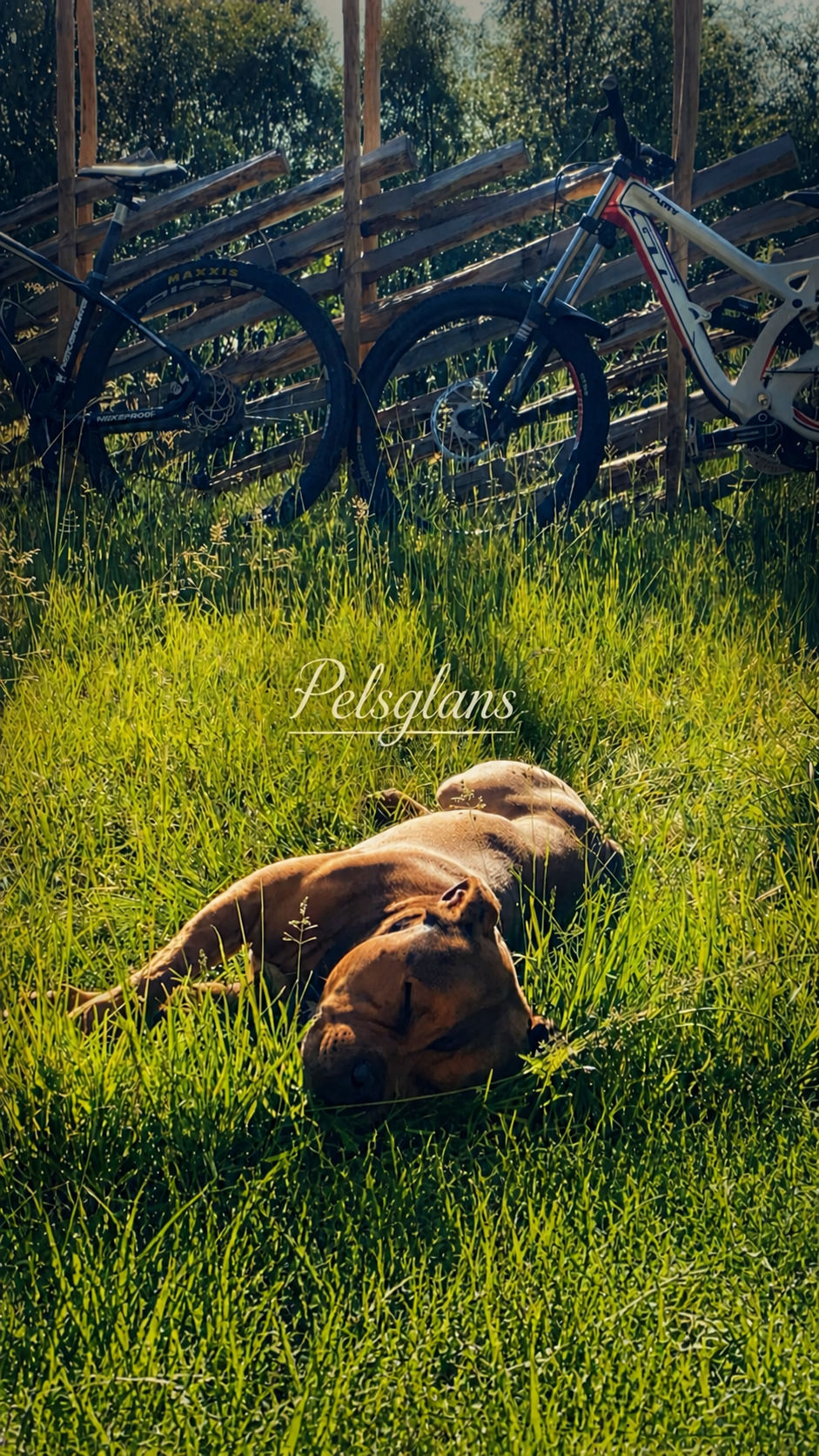 Miniatyrbilde: Pelsglans til Hund