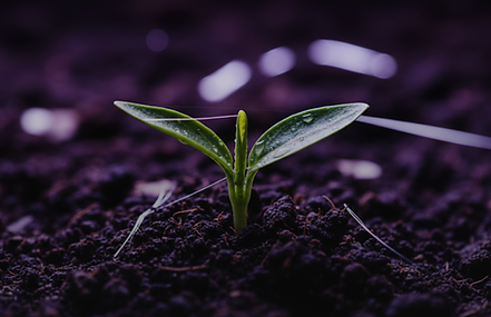Organic marketing website image.png