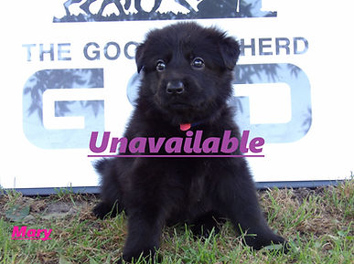 Mary Profile 2unavilale.jpg