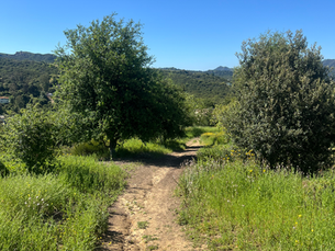 A peaceful mountain path surrounded by greenery, symbolizing the journey of walking by faith