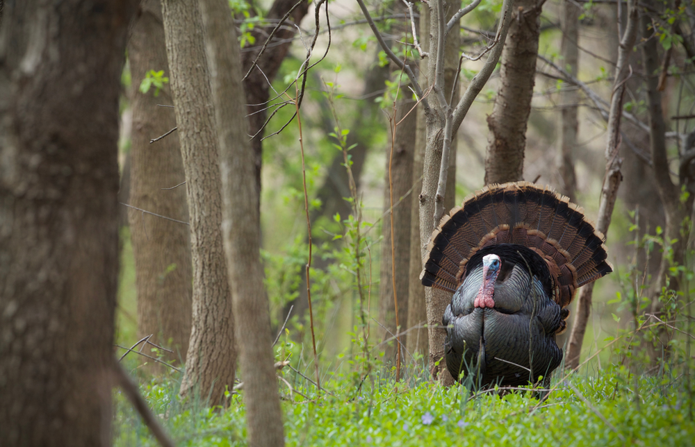 Compound Bow vs. Shotgun: Which is the Best Weapon for Hunting Turkeys