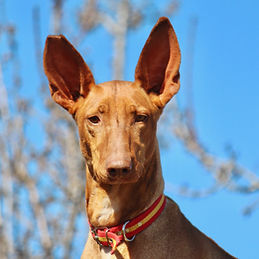 estimated 01/01/2022