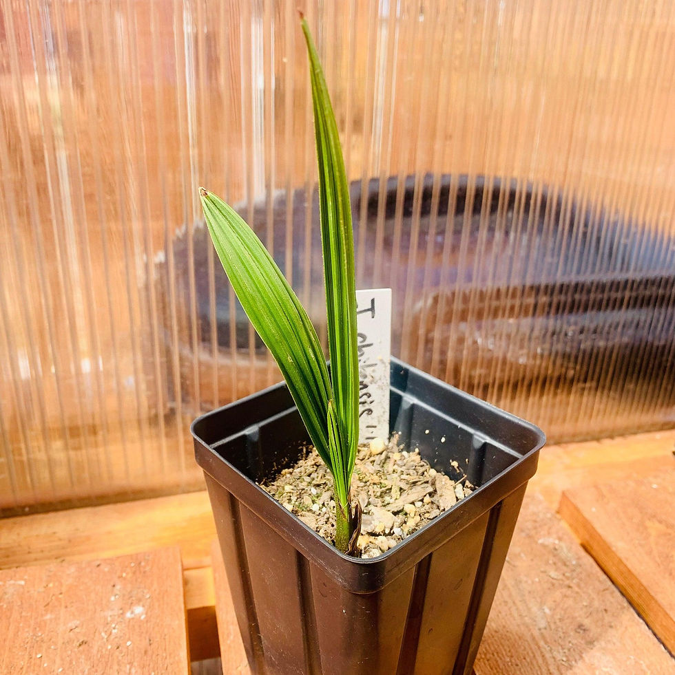 Thumbnail: Chilean Wine Palm (Jubaea chilensis) 
