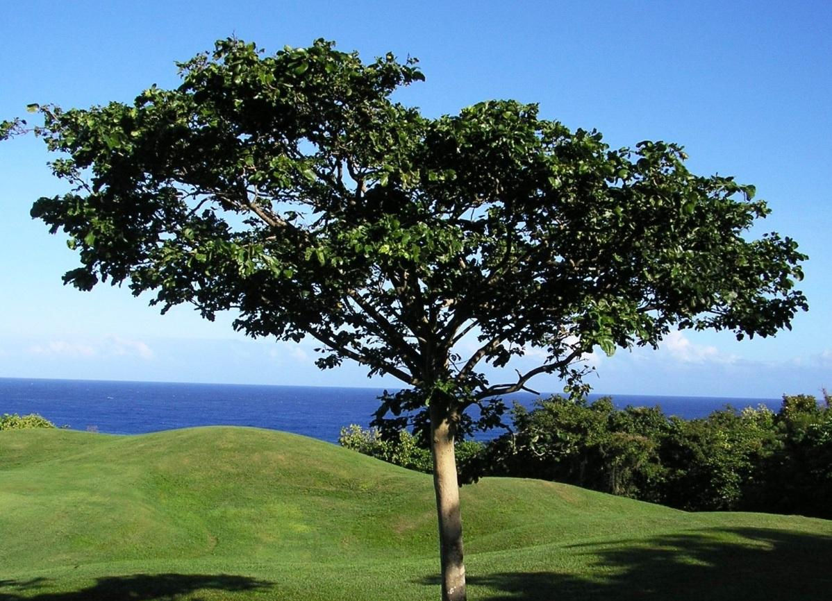 Merbau Tree (Intsia bijuga)