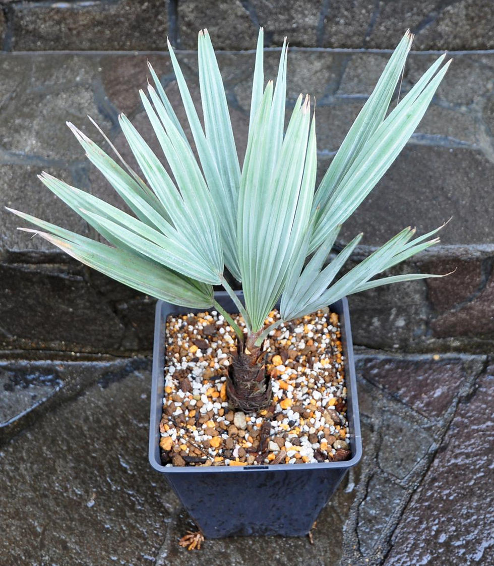 Thumbnail: Blue Hesper Palm (Brahea armata)