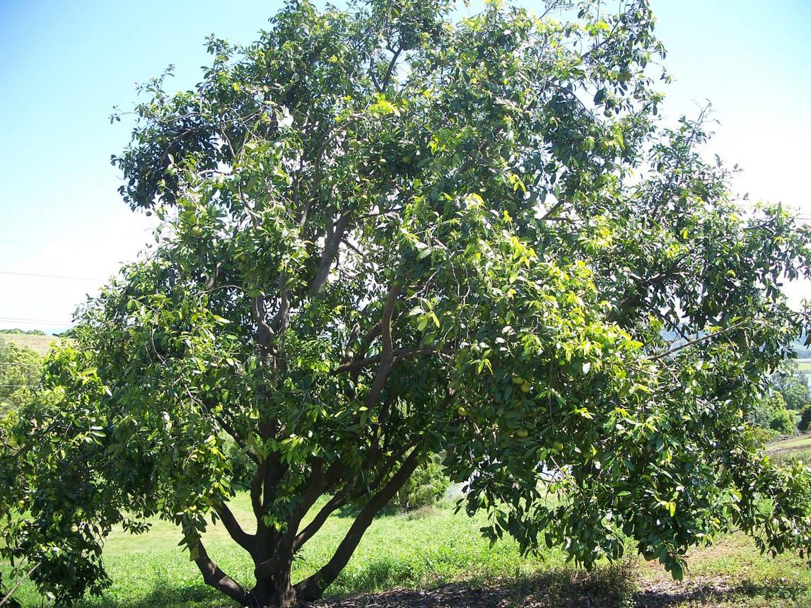 Black Sapote Tree (Diospyros nigra)