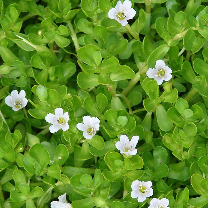 Brahmi (Bacopa monnieri)