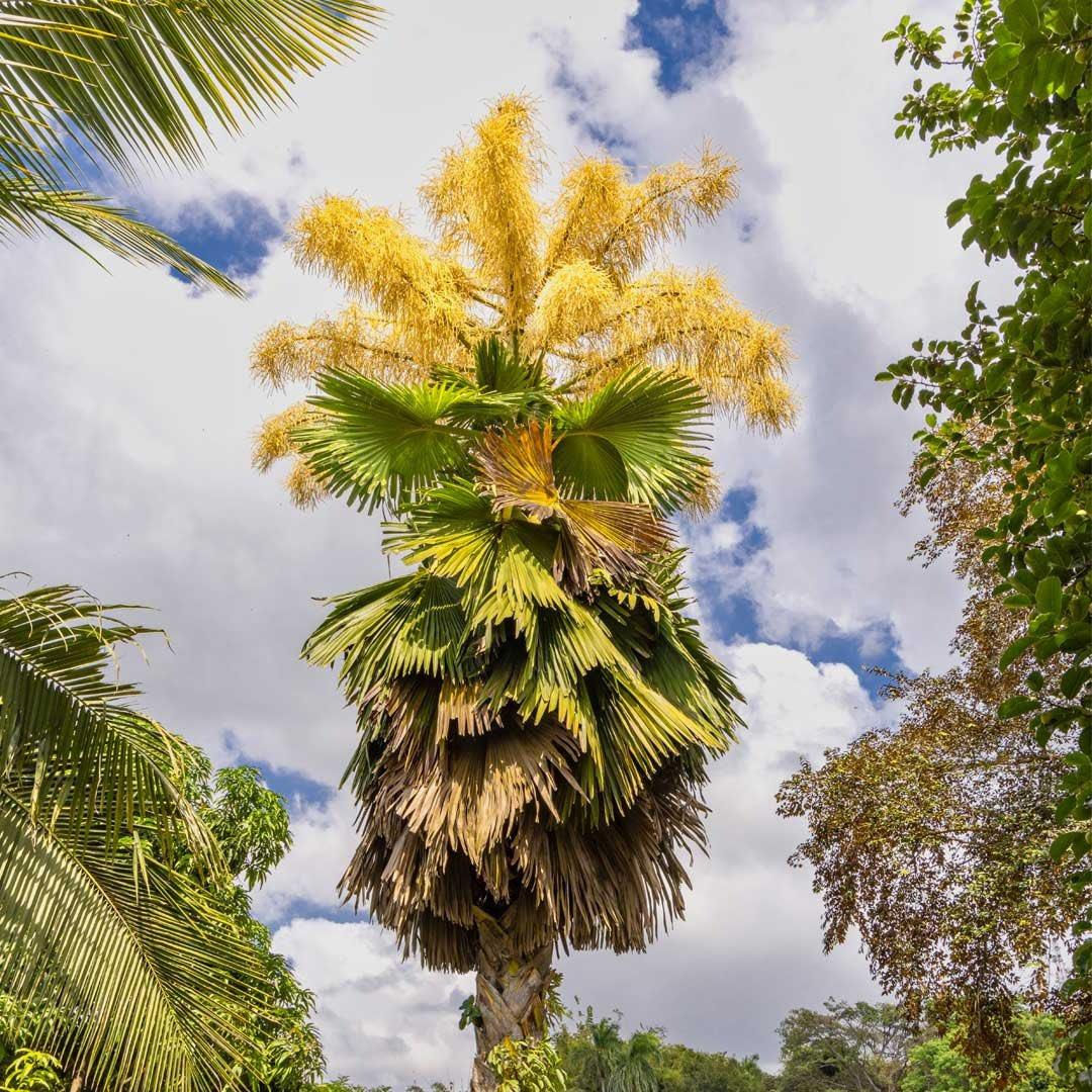 Talipot Palm (Corypha umbraculifera)