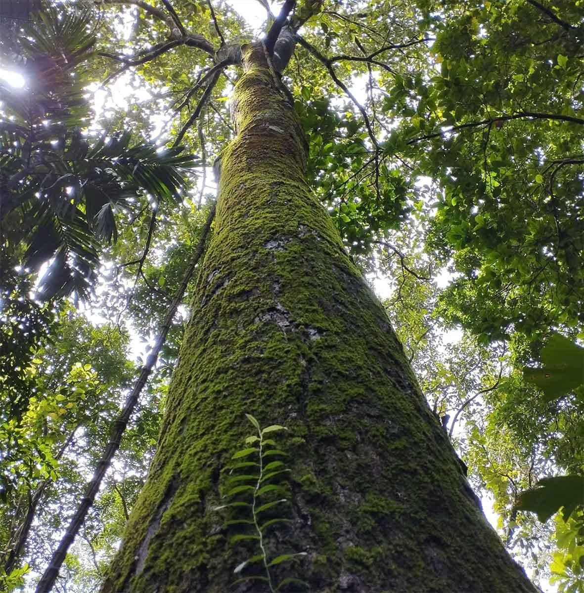 Wild Jack Tree (Artocarpus hirsutus)
