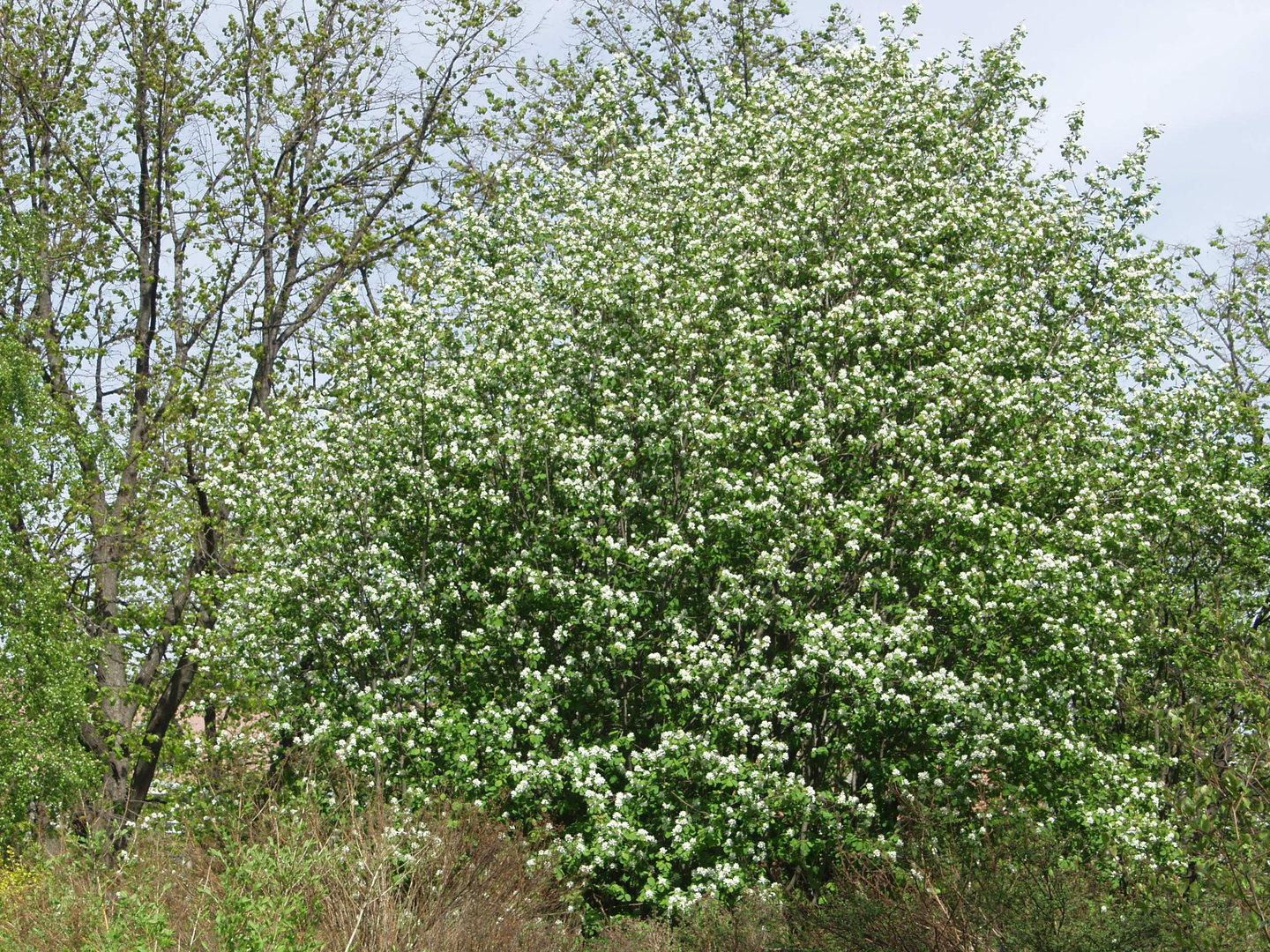 Saskatoon Serviceberry (Amelanchier alnifolia)