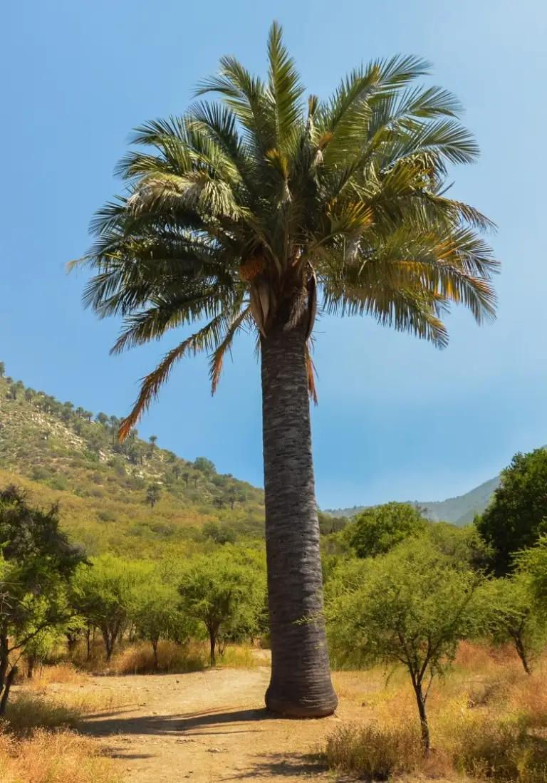 Chilean Wine Palm (Jubaea chilensis)