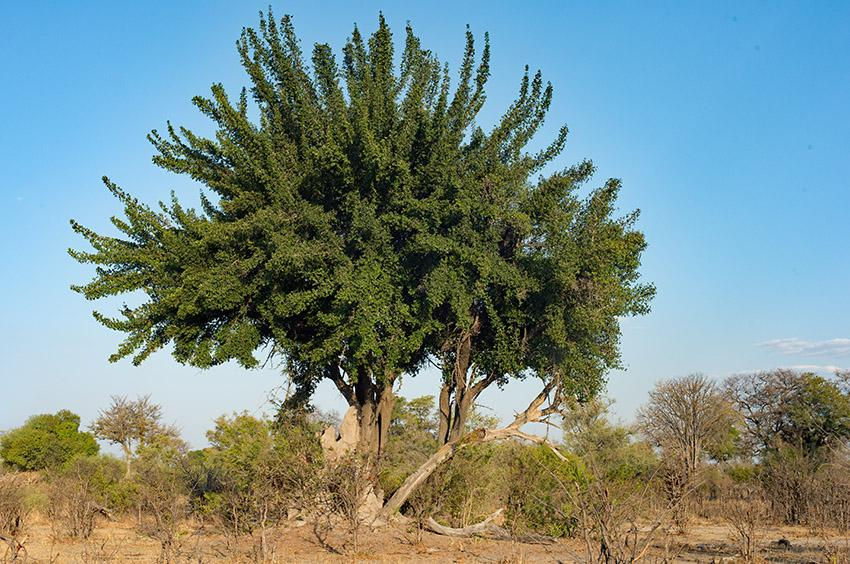 Imbe Tree (Garcinia livingstonei)