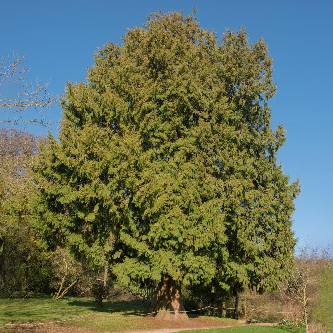 Western Red Cedar (Thuja plicata)